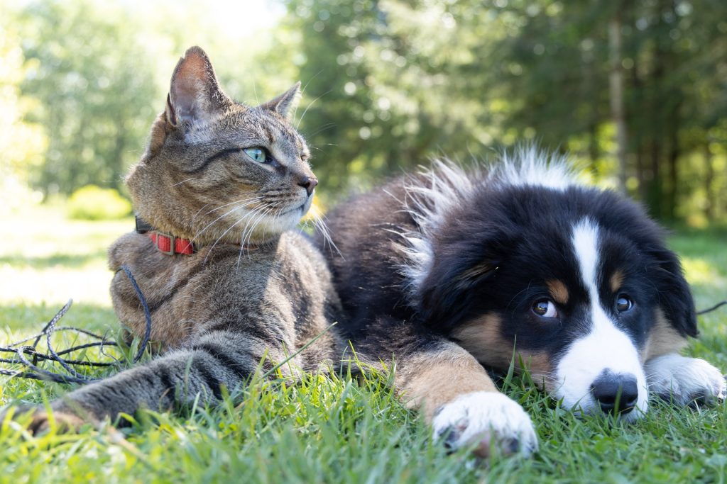 cat and dog pets sitting next to each other on grass